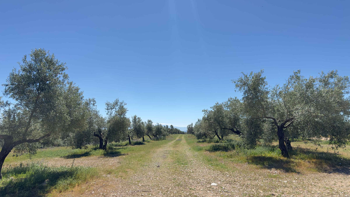 Plantacja oliwek najwięcej oliwy z oliwek najlepsza oliwa z oliwek AOVE na świecie jest z prowincji Jaén w Andaluzji